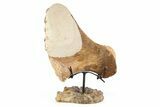 Plesiosaur Ischium Bone on Ammonite Stand - Asfla, Morocco #253133-1